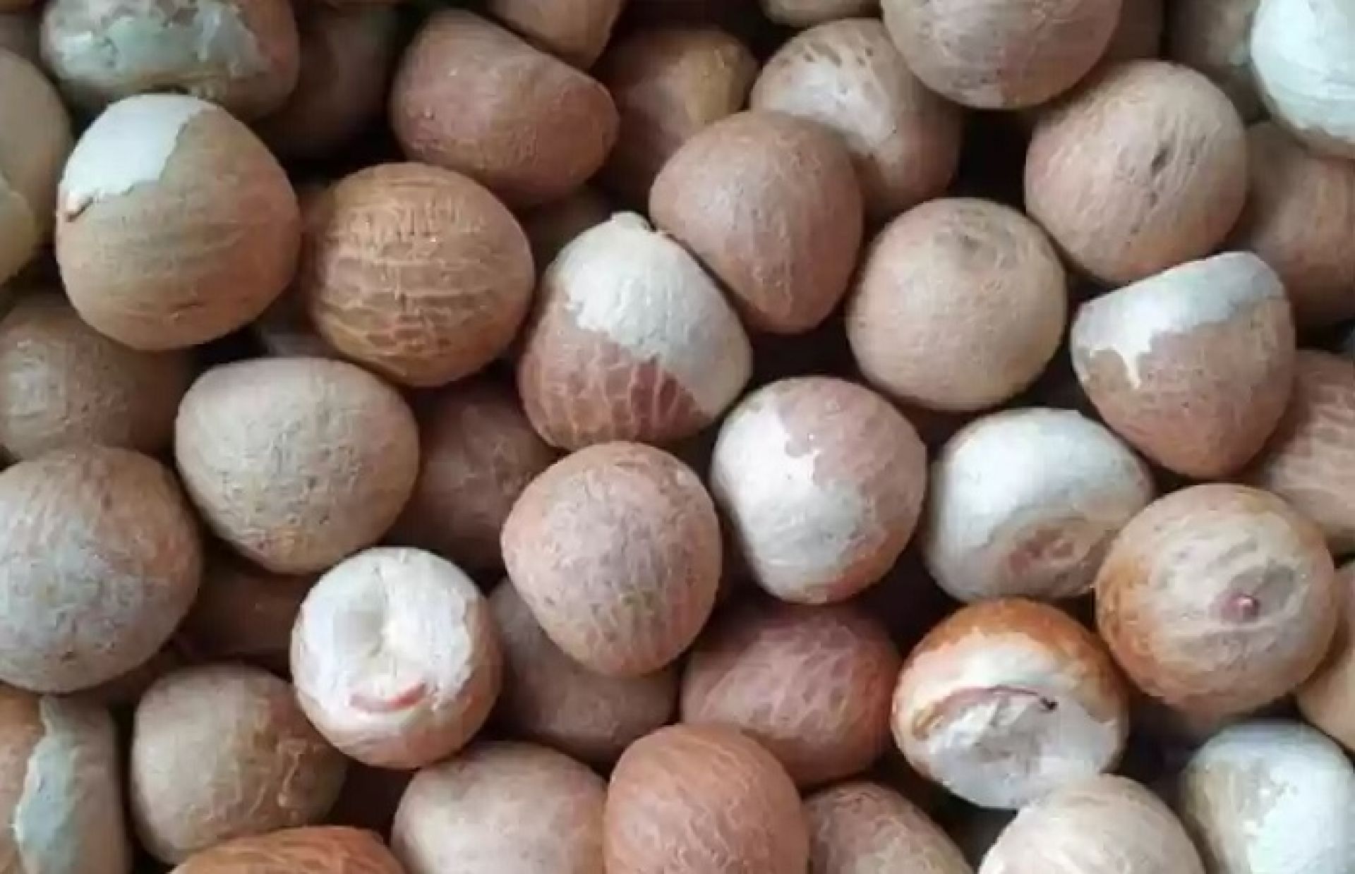 सुपारी निर्यातका समस्याबारे अध्ययन गरिने